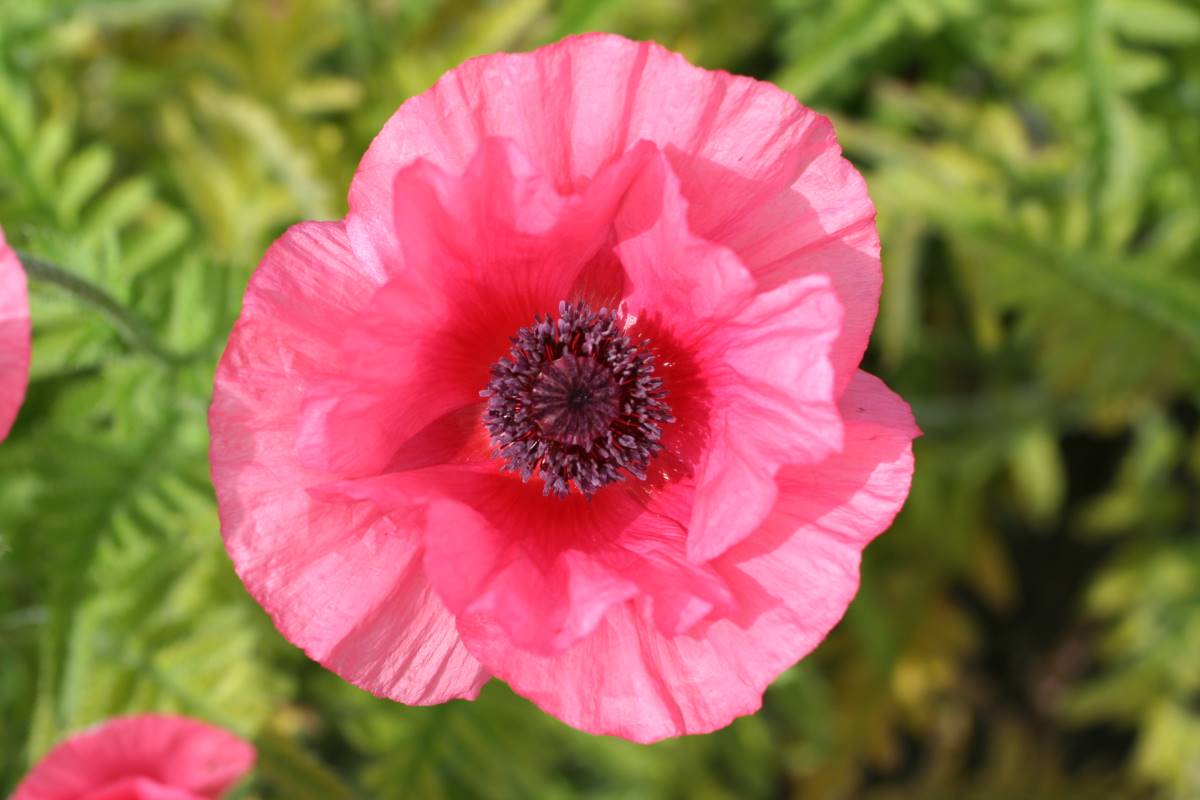 Papaver orientale 'Burning Heart'